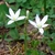 grassy leaves & clusters of white, star-shaped flowers.