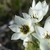White, star-shaped flowers with dark eyes.