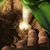Soil pulled back to reveal bulb.