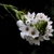 A stalk of white, star-shaped flowers.