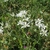 An umbel of white, star-shaped flowers.