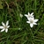 grassy leaves & clusters of white, star-shaped flowers.