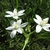 An umbel of white, star-shaped flowers.