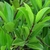 Foliage: opposite, entire, elliptical leaves.