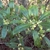 Leafy shoots, opposite elliptical leaves & small white flowers.
