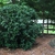 Rouded growth habit