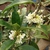 Close up of leaves and flowers