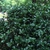 Growth habit