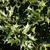 Osmanthus heterophyllus