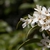Tubular white fragrant flowers
