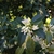 Flowers and leathery leaves