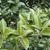 Osmanthus x fortunei
