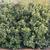 Osmanthus x fortunei
