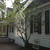 A branched shrub with sparse foliage next to a house.