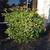 Osmanthus fragrans