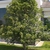 Pruned into a tree form