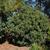 Osmanthus heterophyllus