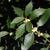 Osmanthus heterophyllus
