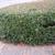 Hedge