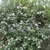Shrub with thousands of small white flowers.