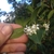 Hand holding leafy shoot with white tubular flowers.