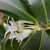 Close-up of white tubular flowers, each with 2 anthers.
