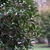 Shrub with dark green leaves.