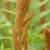 Fertile fronds