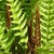 Fronds