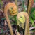 Unfurling fronds