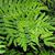 Frond