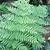 Frond