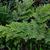 Frond