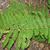 Osmunda claytoniana