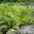 Osmunda claytoniana