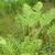 Osmunda claytoniana