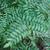 Osmunda spectabilis