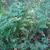 Osmunda spectabilis