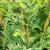 Osmunda spectabilis