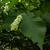 Ostrya virginiana