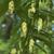 Ostrya virginiana