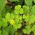 Oxalis grandis