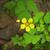 Oxalis grandis