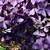 A plant with richly colored, purple leaves.