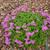 Oxalis articulata