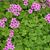 Oxalis articulata