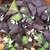 Plants with some purple & some green leaves. Flowers white.