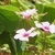 Pink, 5-petaled flowers with darker striations.