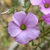 Close-up of the pink, 5-petaled flower.