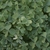 clover like leaves